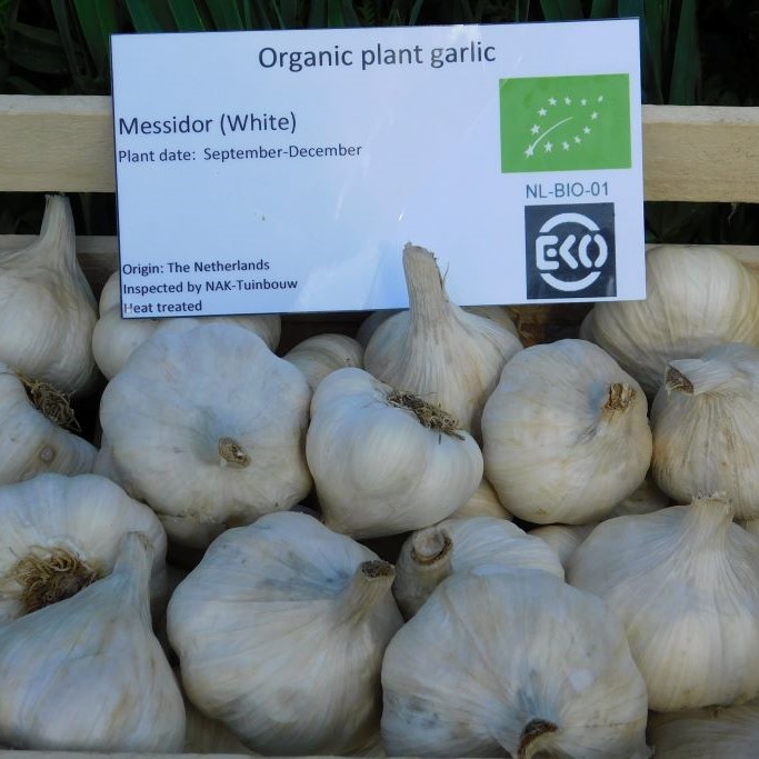 Garlic Messidor - ORG 