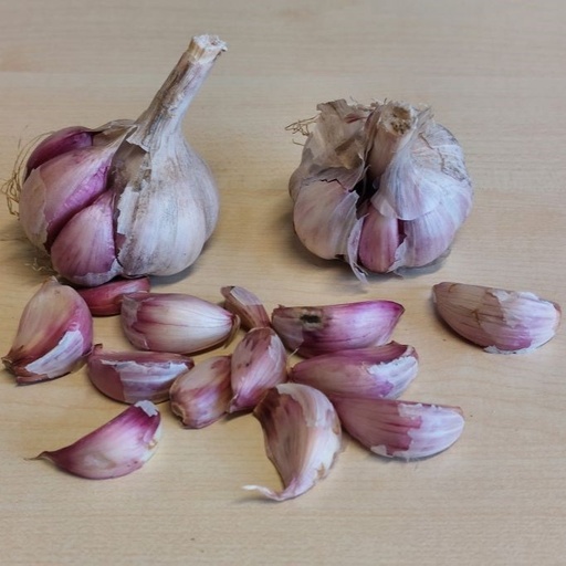 [A9060-3] Garlic Morado - ORG  (3 bulbs)