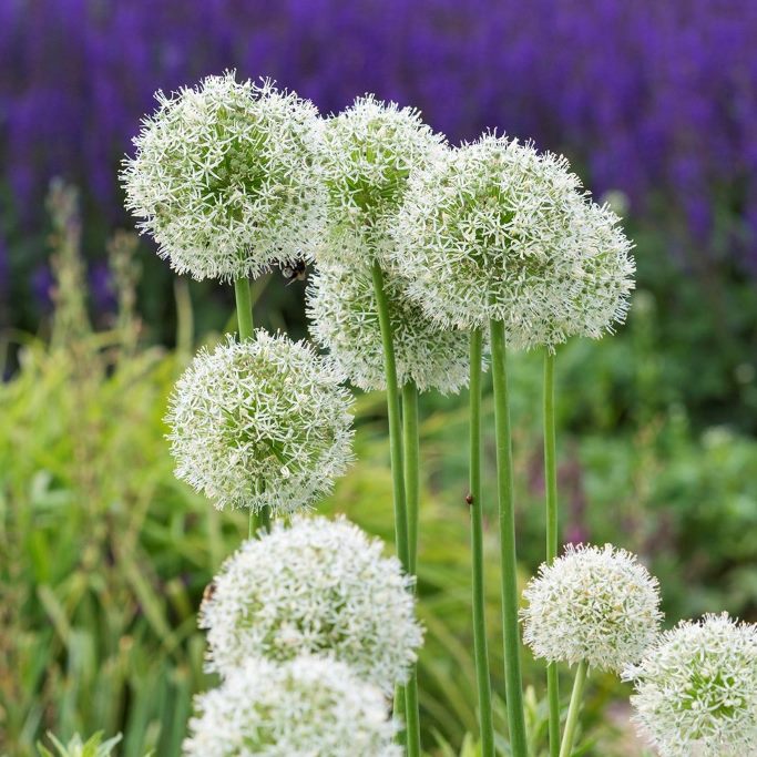 Allium Mount Everest - ORG 