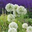 Allium Mount Everest - Zierlauch - BIO