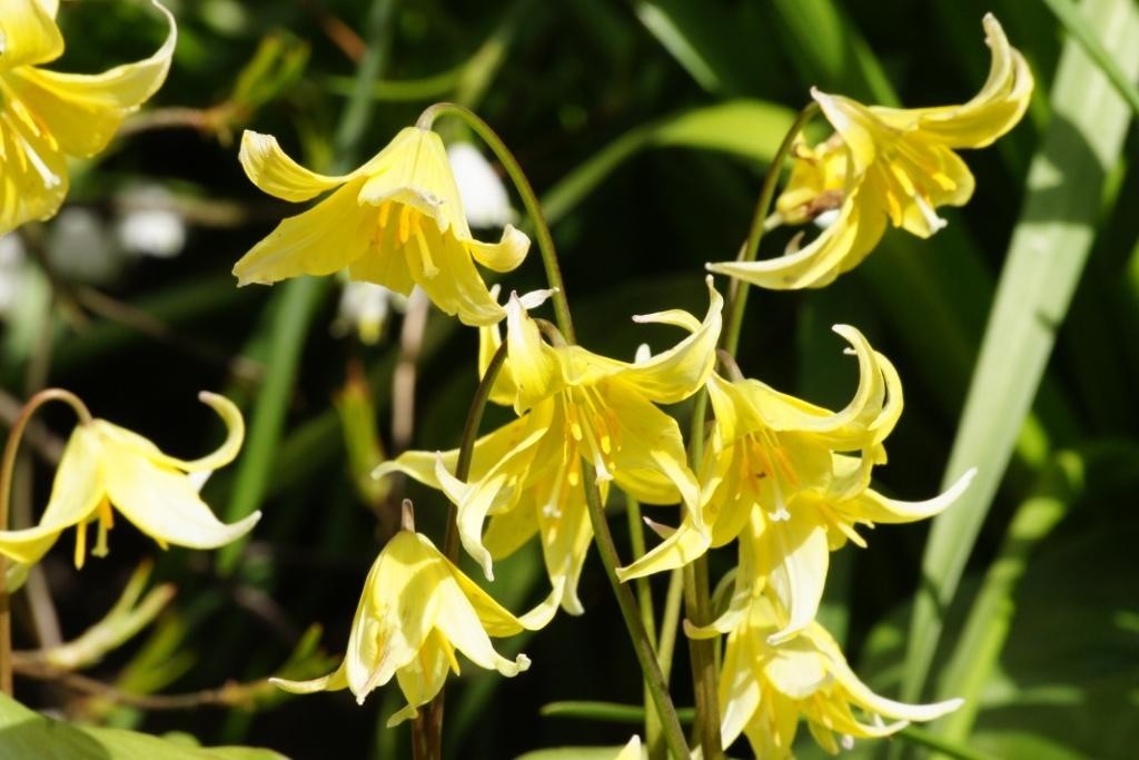 Erythronium Pagoda - ORG