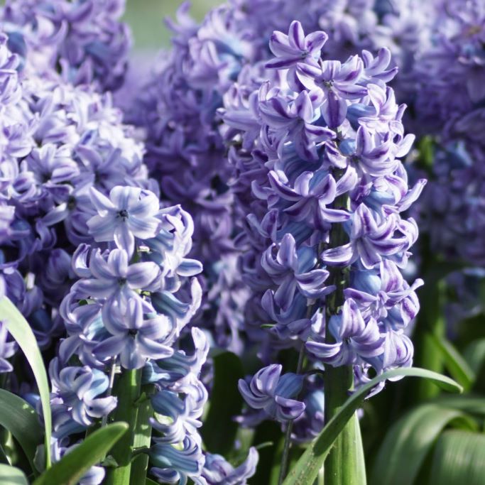 Hyacinthus Delft Blue - ORG