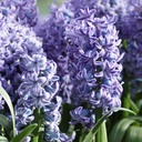 Hyacinthus Delft Blue - BIO