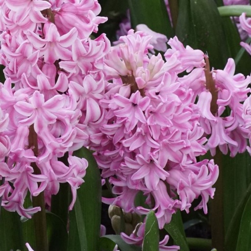 [A4007-5] Hyacinthus Fondant - BIO (5 løg)