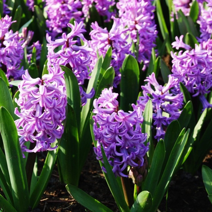 Hyacinthus Splendid Cornelia - BIO