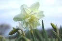 Narcissus Calgary - BIO