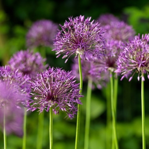 [A9058-5] Allium Purple Rain - BIO (5 bulbes)