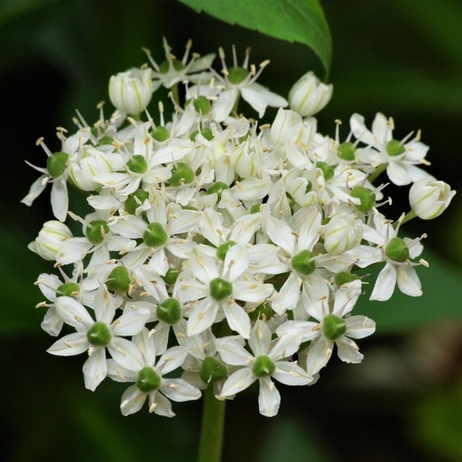 [A9010-5] Allium Nigrum - Sierui - BIO (5 bollen)