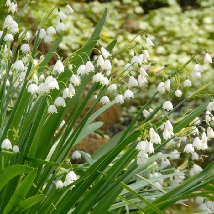 Leucojum Gravetye Giant (Summer Snowflake) - ORG