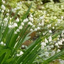 Leucojum Gravetye Giant - Summer Snowflake - ORG