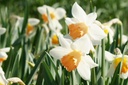 Narcissus Accent - BIO