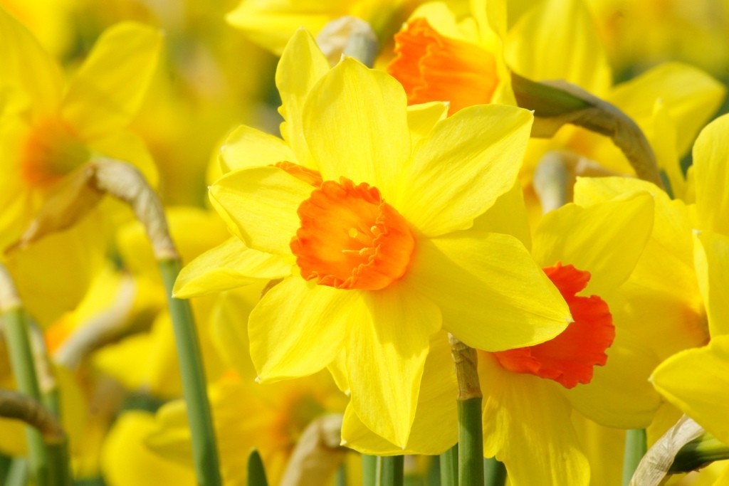 Narcissus Brackenhurst - BIO