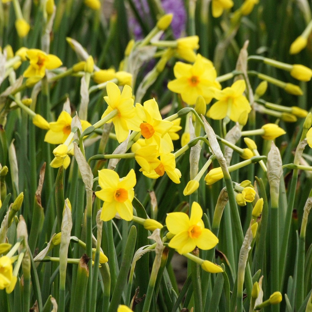 Daffodil - Narcissus Martinette - ORG