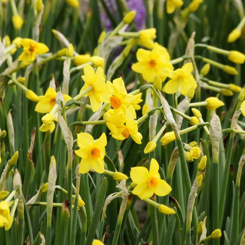 Narzisse Martinette - BIO