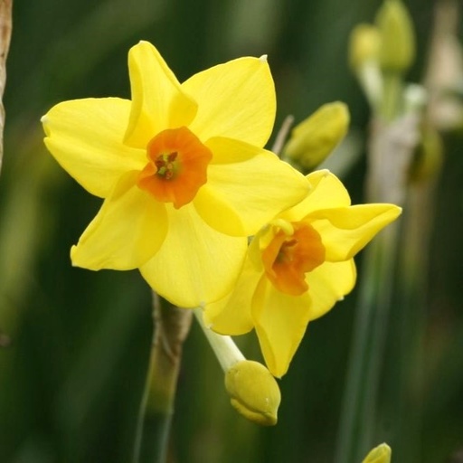 [A3016-5] Daffodil - Narcissus Martinette - ORG (5 bulbs)