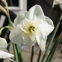 Daffodil - Narcissus Papillon Blanc - ORG