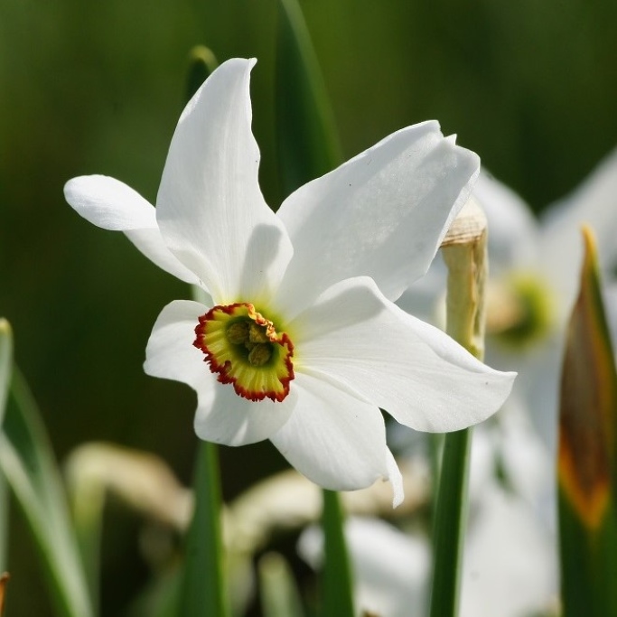 Daffodil - Narcissus Recurvus - ORG