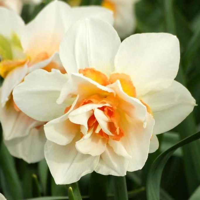 Daffodil - Narcissus Replete - ORG