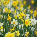 Daffodil - Narcissus MIX - ORG