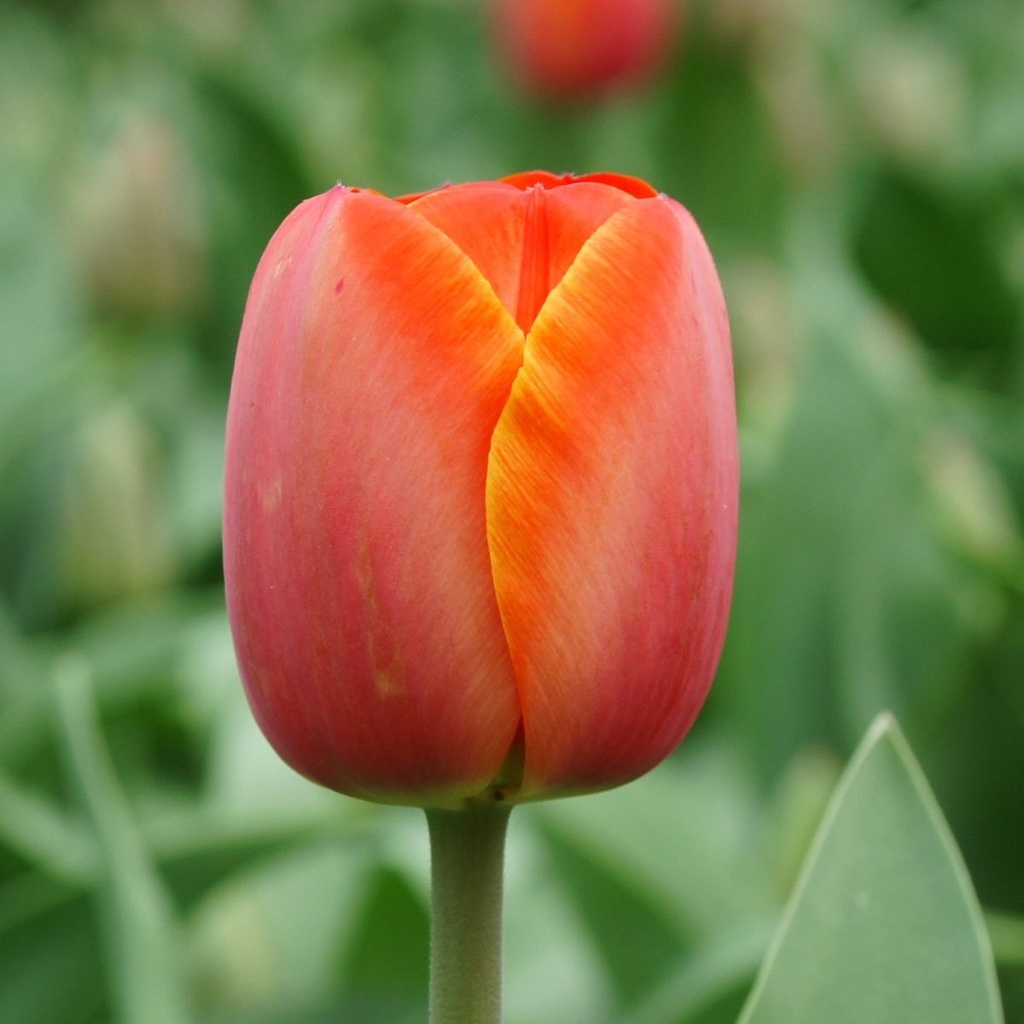 Tulipa Ad Rem - ORG