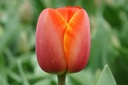 Tulipa Ad Rem - BIO