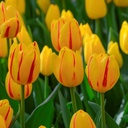 Tulipa Freedom Flame - ORG