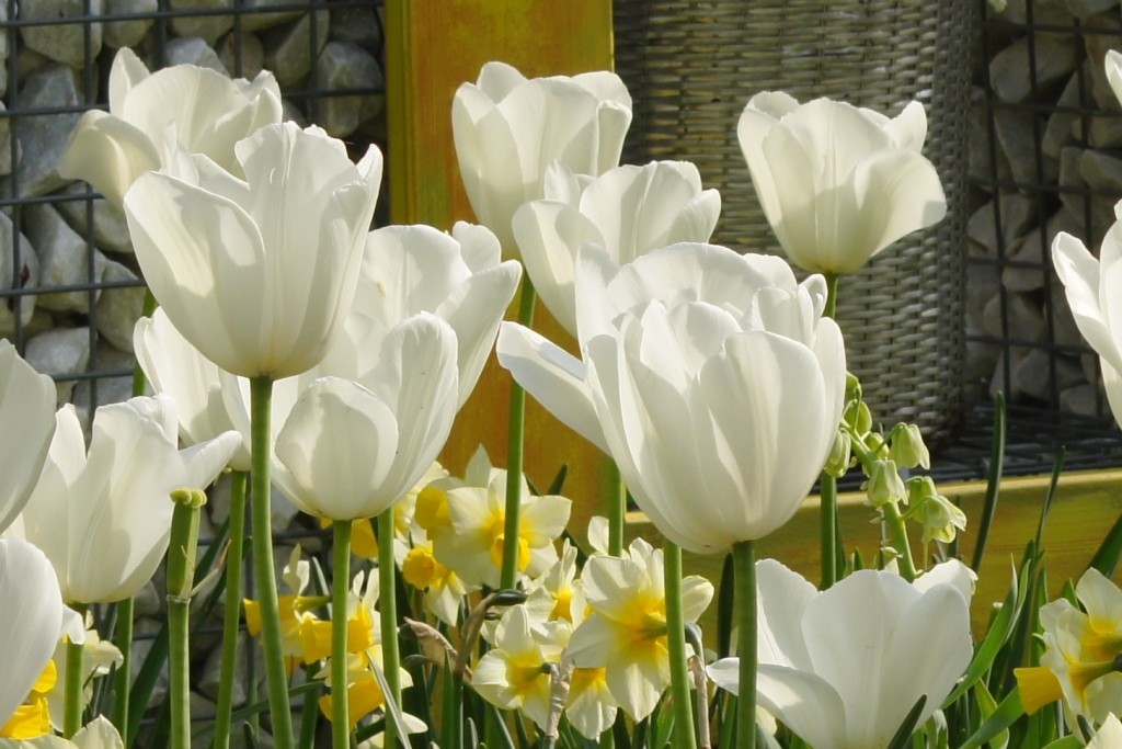 Tulipa Silver Dollar - BIO