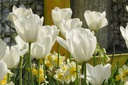 Tulipa Silver Dollar - ORG