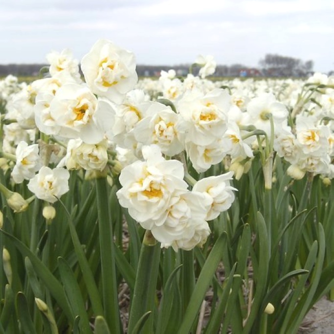 Jonquille - Narcisse Bridal Crown - BIO