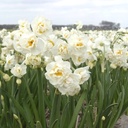 Jonquille - Narcisse Bridal Crown - BIO