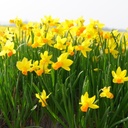 Daffodil - Narcissus Jetfire - ORG