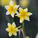 Daffodil - Narcissus New Baby - ORG