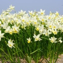 Daffodil - Narcissus Sailboat - ORG