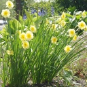 Daffodil - Narcissus Sundisc - ORG