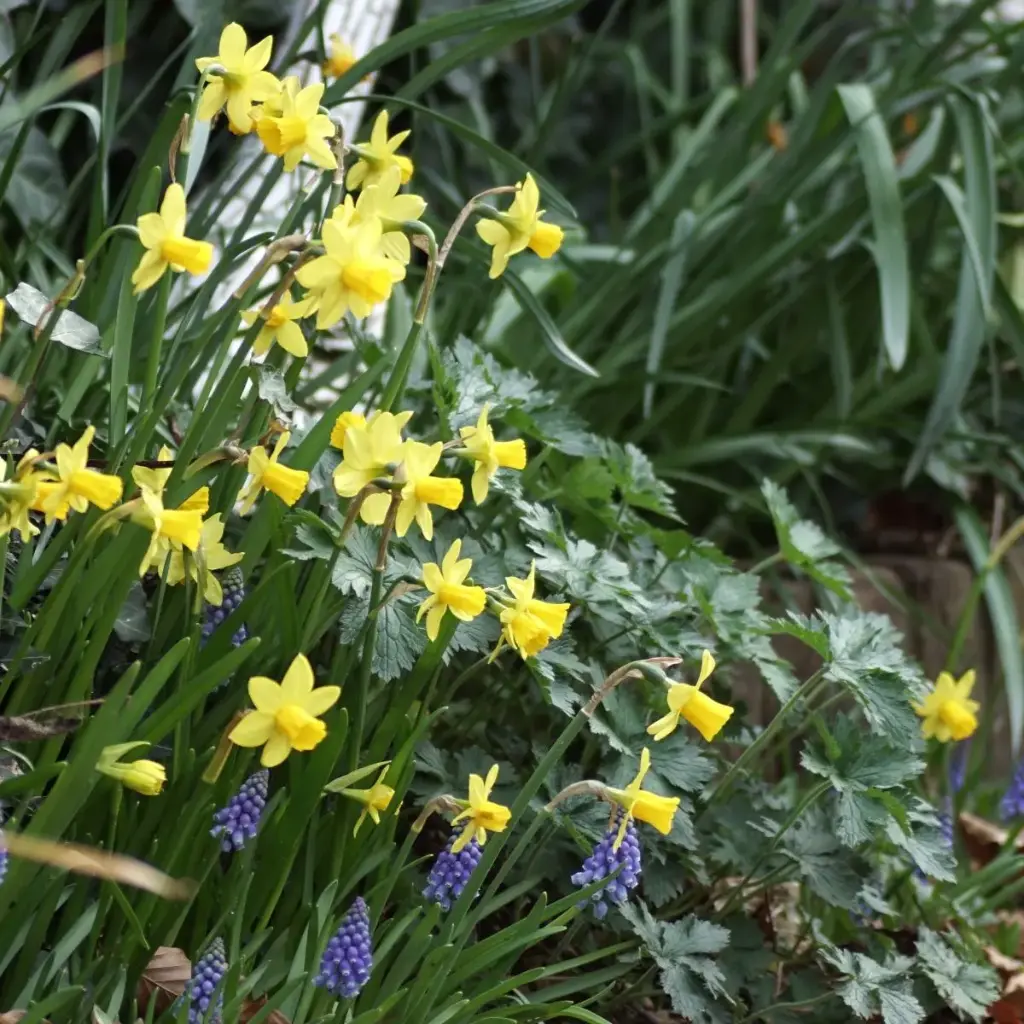 Daffodil - Narcissus Tete-a-Tete - ORG