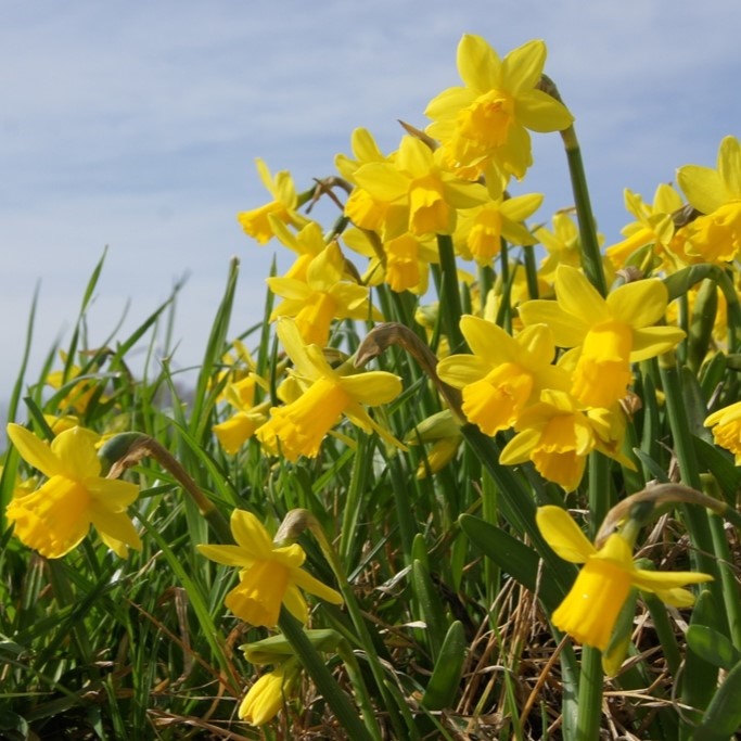 Jonquille - Narcisse Tete-a-Tete - BIO