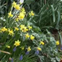 Daffodil - Narcissus Tete-a-Tete - ORG