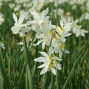 Daffodil - Narcissus Thalia - ORG