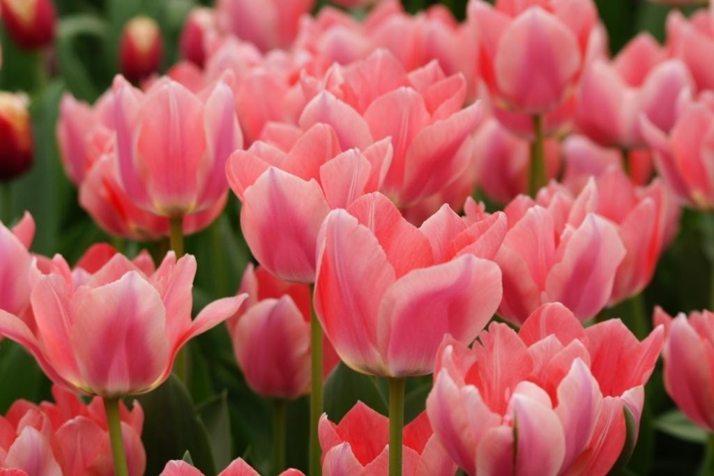 Tulipa Apricona - BIO