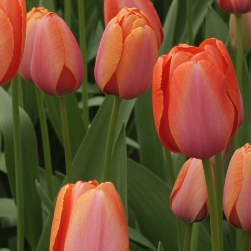 Tulipa Apricot Impression - BIO