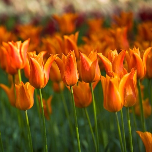 [A1107-7] Tulipa Ballerina - ORG (7 bulbs)