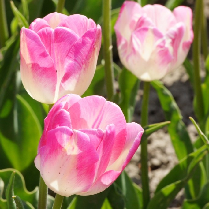 Tulipa First Class - BIO