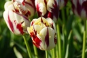 Tulipa Grand Perfection - BIO