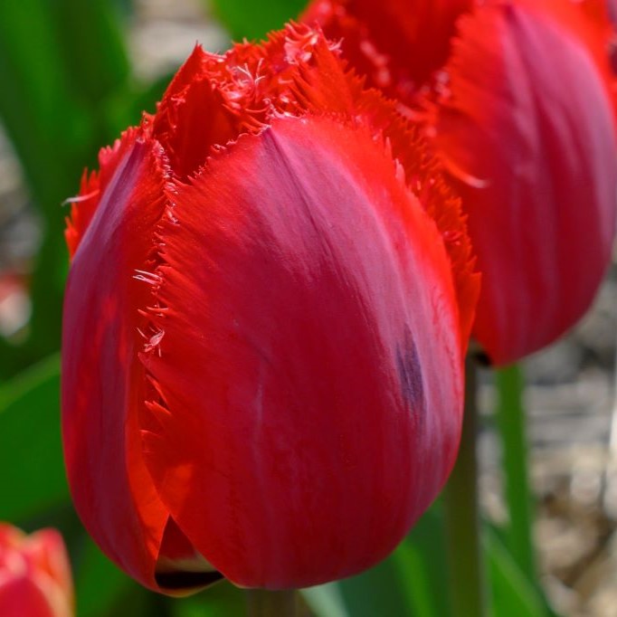 Tulipa Masterpeace - BIO