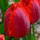 Tulipa Masterpeace - ORG