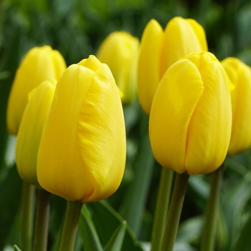 [A1114-7] Tulipa Novi Sun - ORG (7 bulbs)