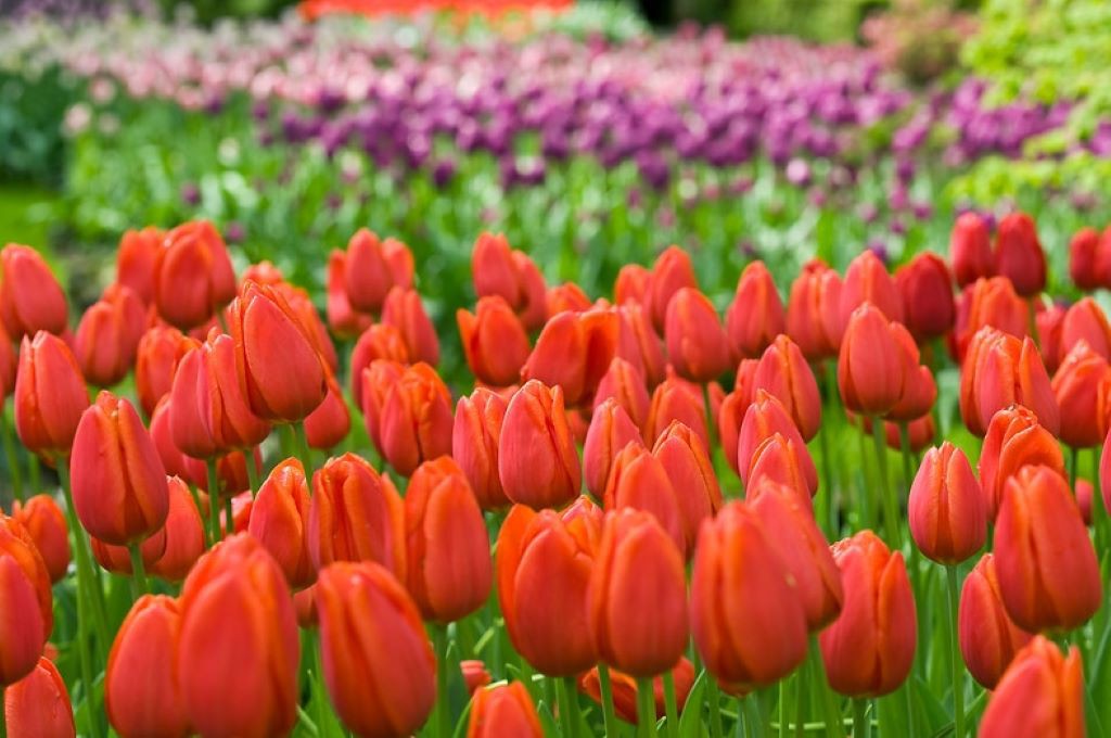 Tulipa Orange Cassini - ORG