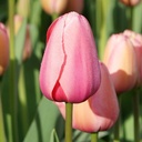 Tulipa Pink Impression - BIO