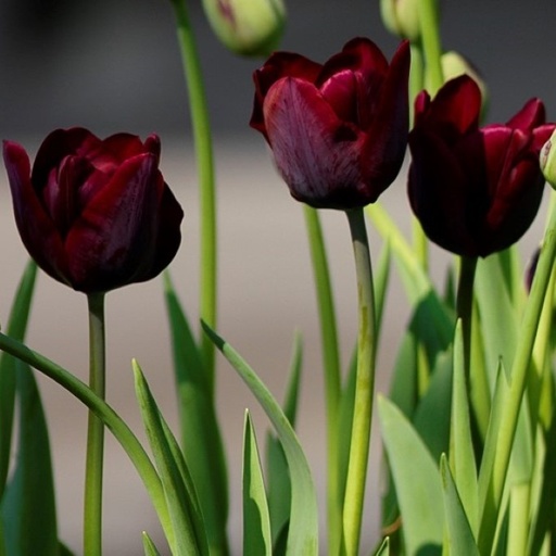 [A1105-7] Tulipa Ronaldo - BIO (7 bulbes)