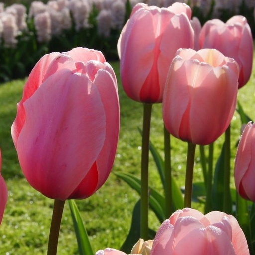 [A1016-7] Tulipa Salmon Impression - ORG (7 bulbs)